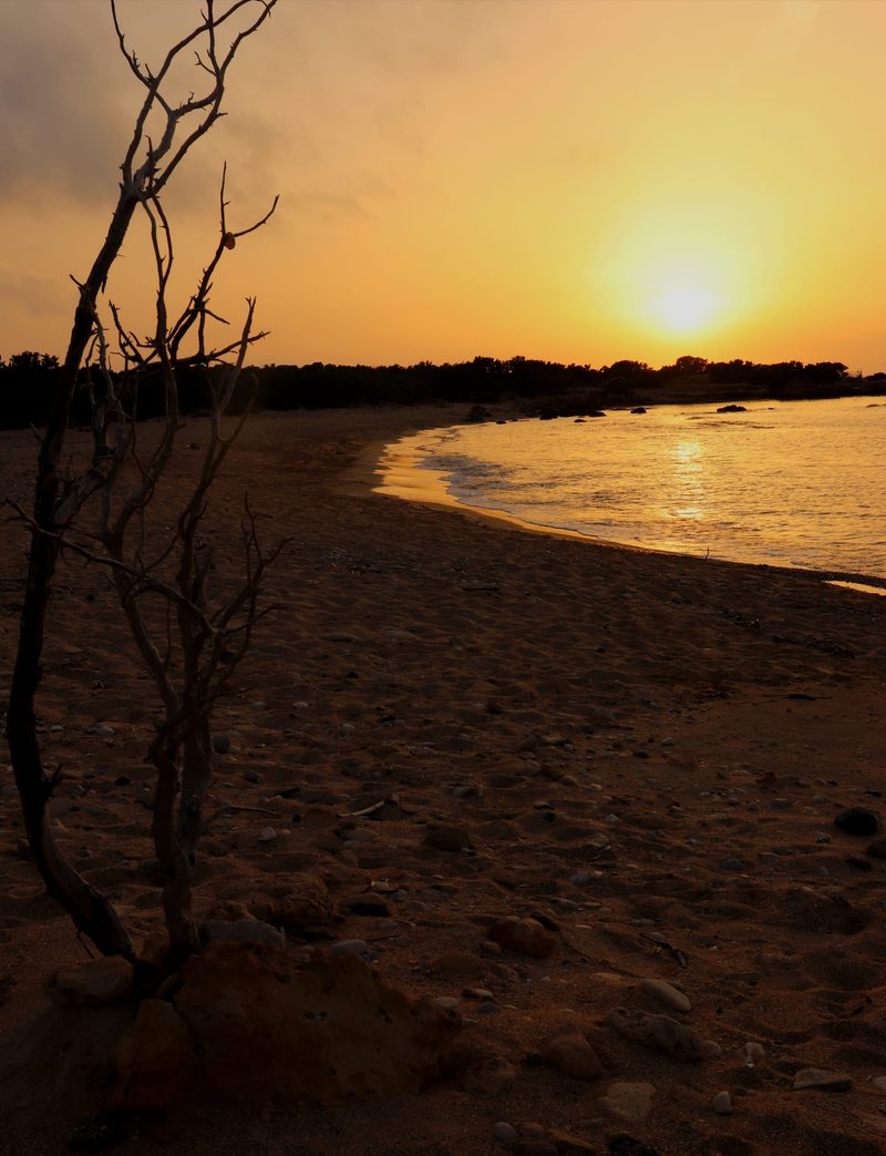 Solnedgång över Lavrakasstranden på Gavdos med ett kalt träd i förgrunden
