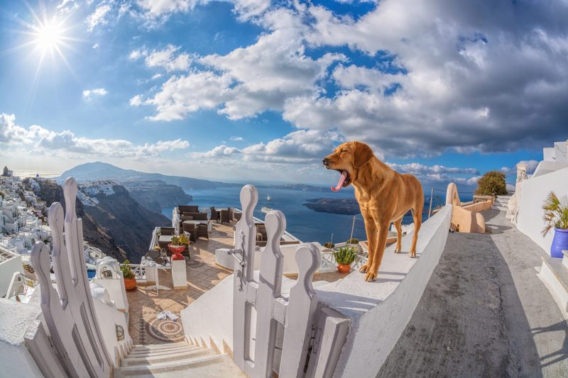 santorini hund